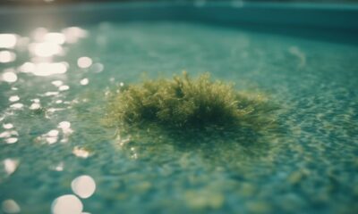 algae free pool with vacuums