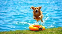 dog swimming safety tips