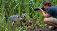 Blue heron catching a gopher!