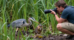 Blue heron catching a gopher!
