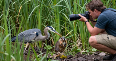Blue heron catching a gopher!