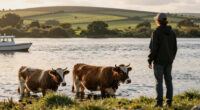 Cows are actually really good swimmers and in Ireland they’re taken by boat to graze on offshore islands.