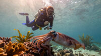 Friday Squid Blogging: Giant Squid Live in the Waters of Western Australia