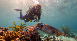 Friday Squid Blogging: Giant Squid Live in the Waters of Western Australia