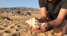 I found a seashell in the middle of the desert