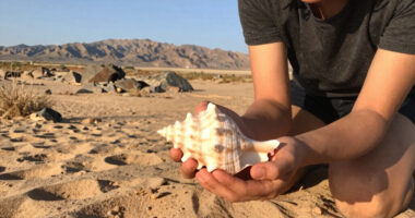 I found a seashell in the middle of the desert