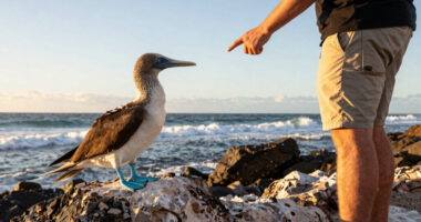 Priya - The blue-footed booby