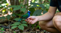 What we see when we look into the eyes of a bird