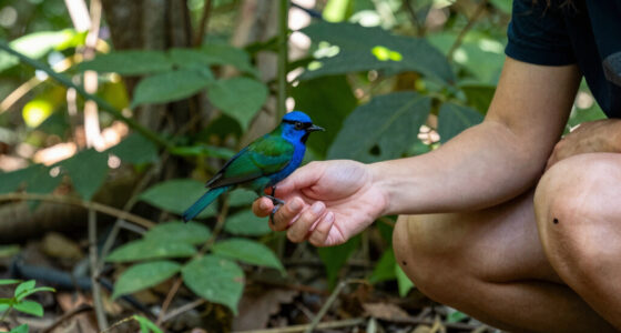 What we see when we look into the eyes of a bird