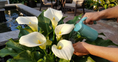 Calla Lily Care Guide: Discover the Secrets to Growing Gorgeous Tropical Bulbs for a Stunning Summer Display