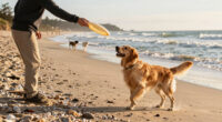 The Best Dog Beaches in America, According to Dogs