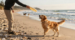 The Best Dog Beaches in America, According to Dogs