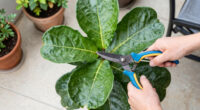 What Your Fiddle Leaf Fig Needs in June – 5 Simple Care Tasks for Shiny Leaves and Healthy Growth