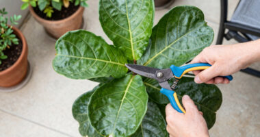 What Your Fiddle Leaf Fig Needs in June – 5 Simple Care Tasks for Shiny Leaves and Healthy Growth