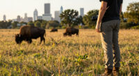 Wild Bison Return to the Outskirts of Chicago for the First Time in 200 Years