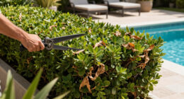 5 Privacy Shrubs That Don’t Become Fire Hazards In Summer – Say Goodbye To Crispy Hedges And Hello To Lush Alternatives