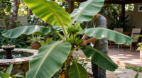 Bananas Sprout In Rayleigh Garden UK After 15 Years