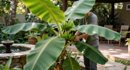Bananas Sprout In Rayleigh Garden UK After 15 Years