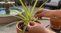How to propagate spider plants