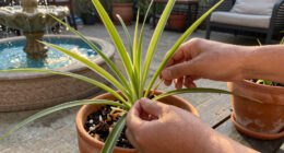 How to propagate spider plants