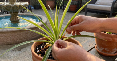 How to propagate spider plants