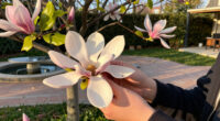 Magnolias Are So Old That They're Pollinated By Beetles, Not Bees