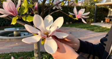 Magnolias Are So Old That They're Pollinated By Beetles, Not Bees
