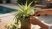 What To Do With A Spider Plant In July – 6 Easy Tasks For Lush, Cascading Foliage And Tons Of Spider Plant Babies