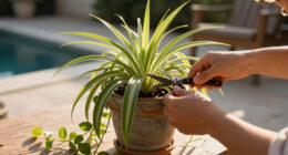 What To Do With A Spider Plant In July – 6 Easy Tasks For Lush, Cascading Foliage And Tons Of Spider Plant Babies
