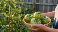 How To Ripen Green Tomatoes Before Frost Hits – Plus The One Trick To Skip