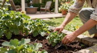 September Is The Perfect Time To Divide These 6 Perennials – But Don’t Touch These Ones Yet!